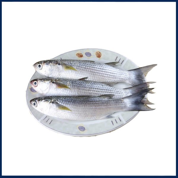 Biyah Fish Medium Fresh